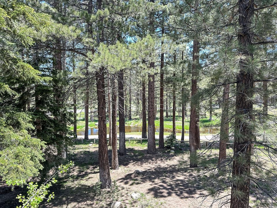 Tree, Grove, Land, Nature, Outdoors