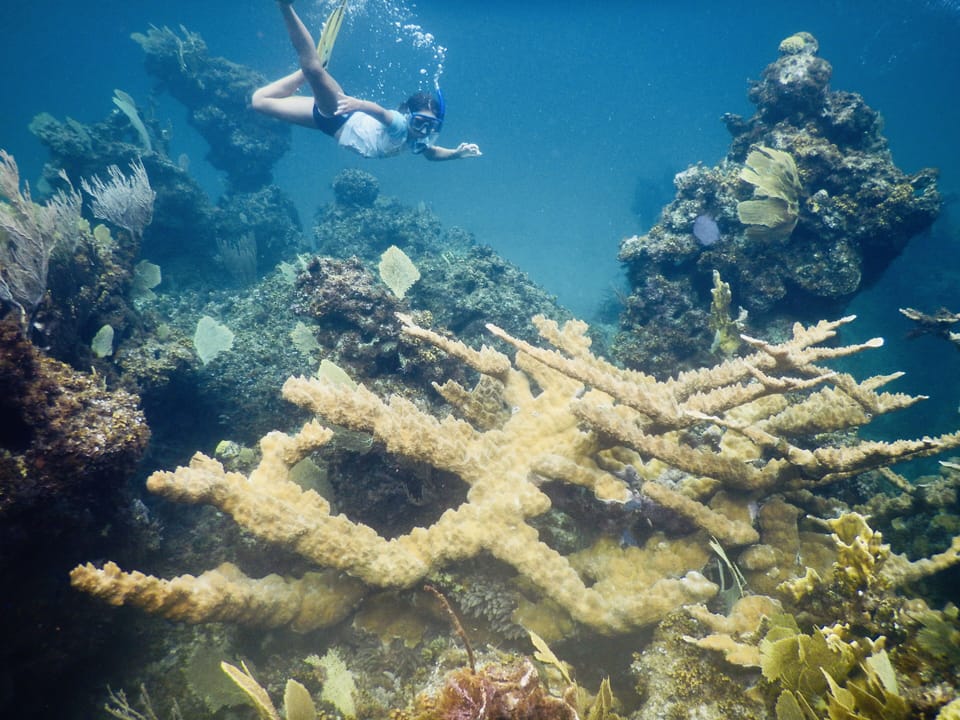 Snorkeling on the Eleuthera reefs. 