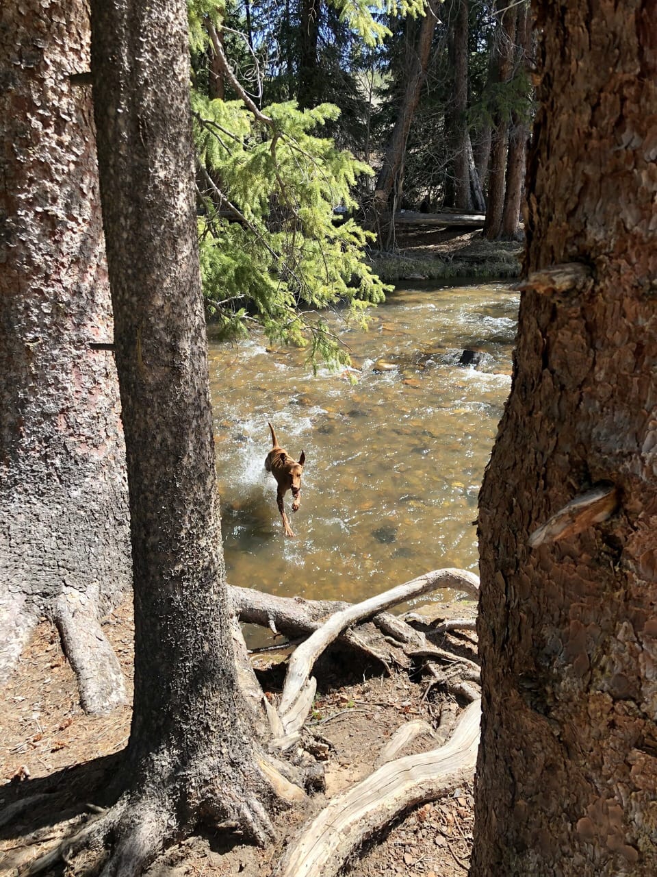 5-minute walk to the Fraser River and open-space for dogs!