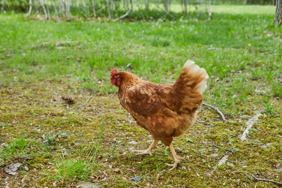 Neighboring chicken that roams the property