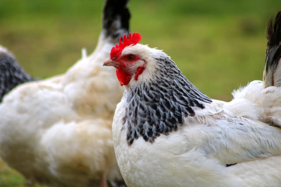 Hens