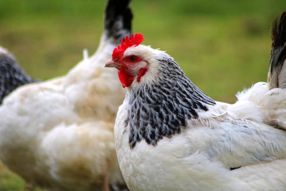 Hens