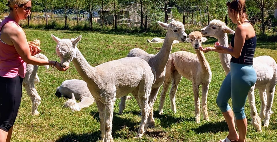Hand feed the Alpacas whilst you stay. Dreamy !