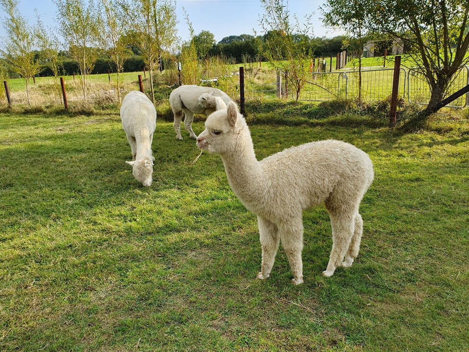 Hand feed the alpacas whilst you are here