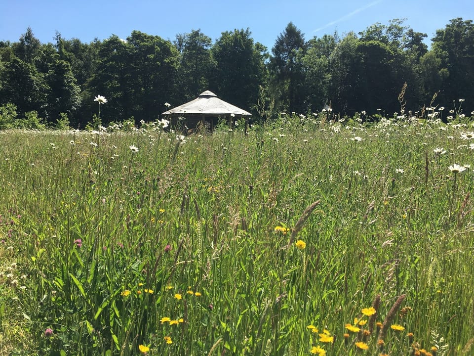 Wood Meadow