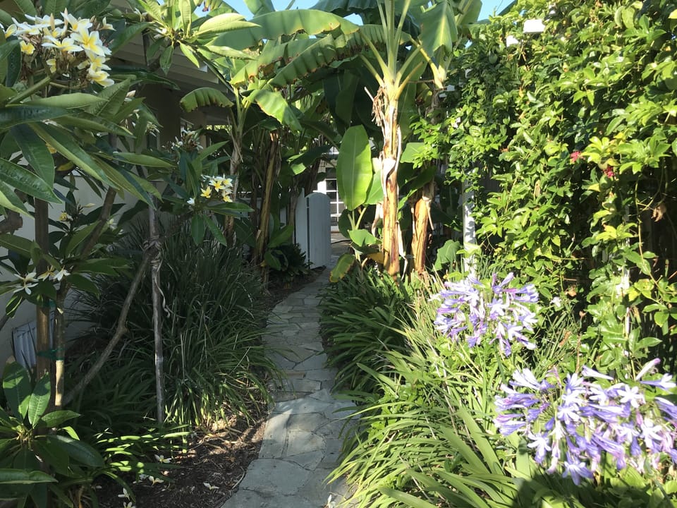 A winding pathway through a banana grove leads to your vacation home.
