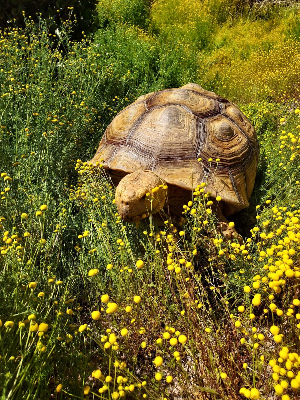 Kurma Karma Shelly Belly 