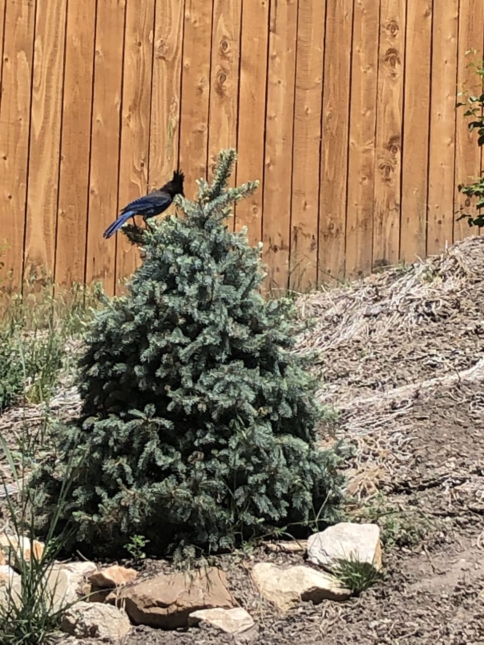 The backyard has amazing bird watching 