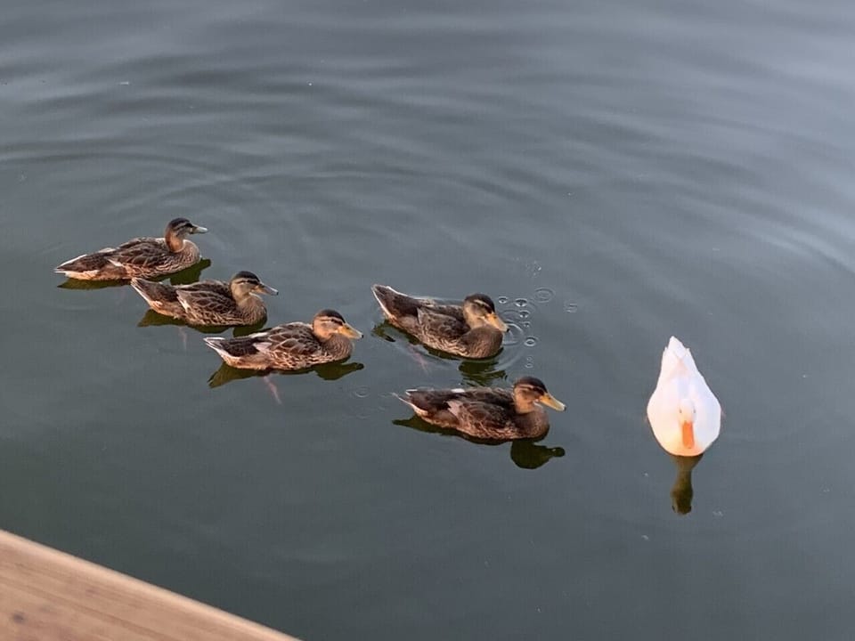 A friendly visit from the neighbors :)