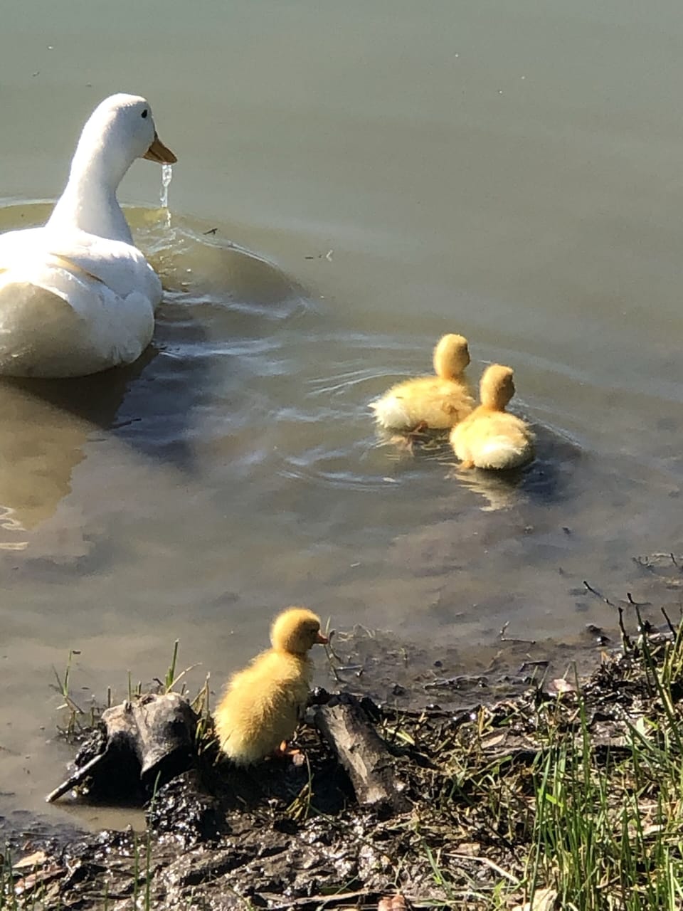 Everyone follow mommy! 