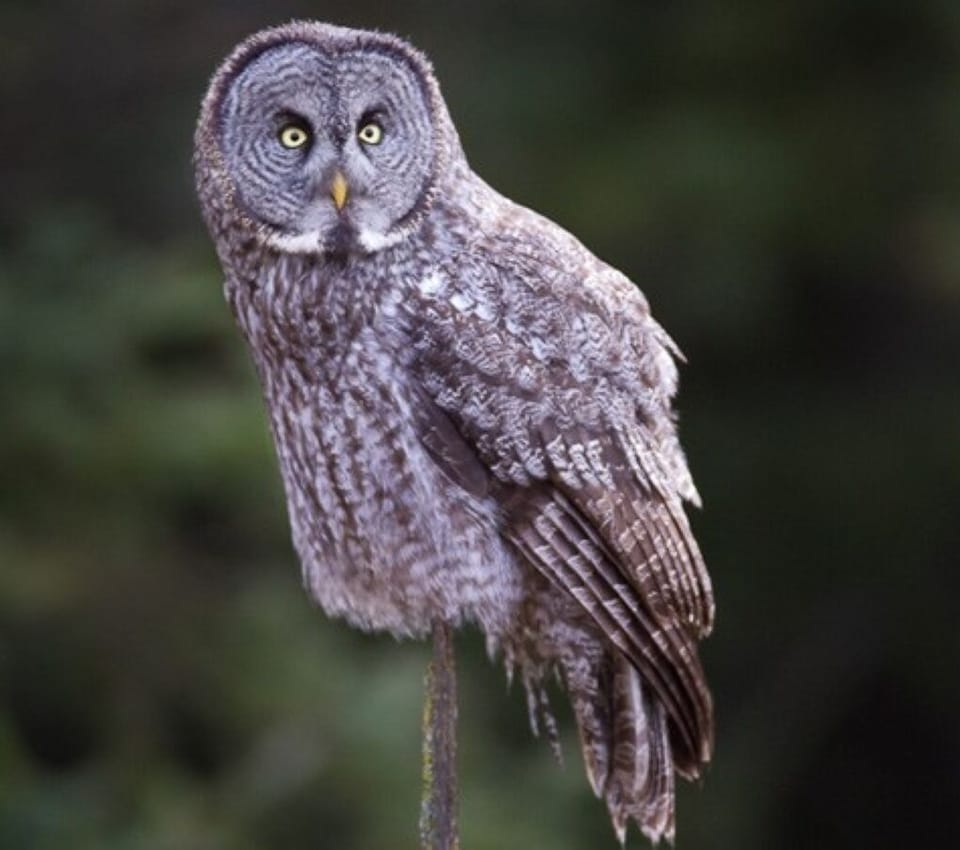Great Grey Owl. Photo taken at Crooked Mountain Cabins