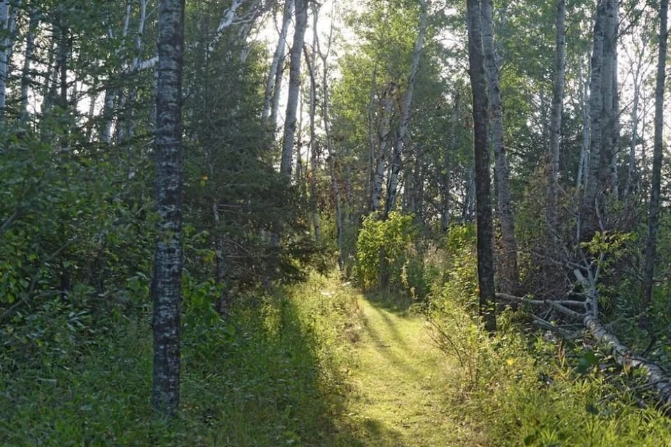 Hiking trail into the forest