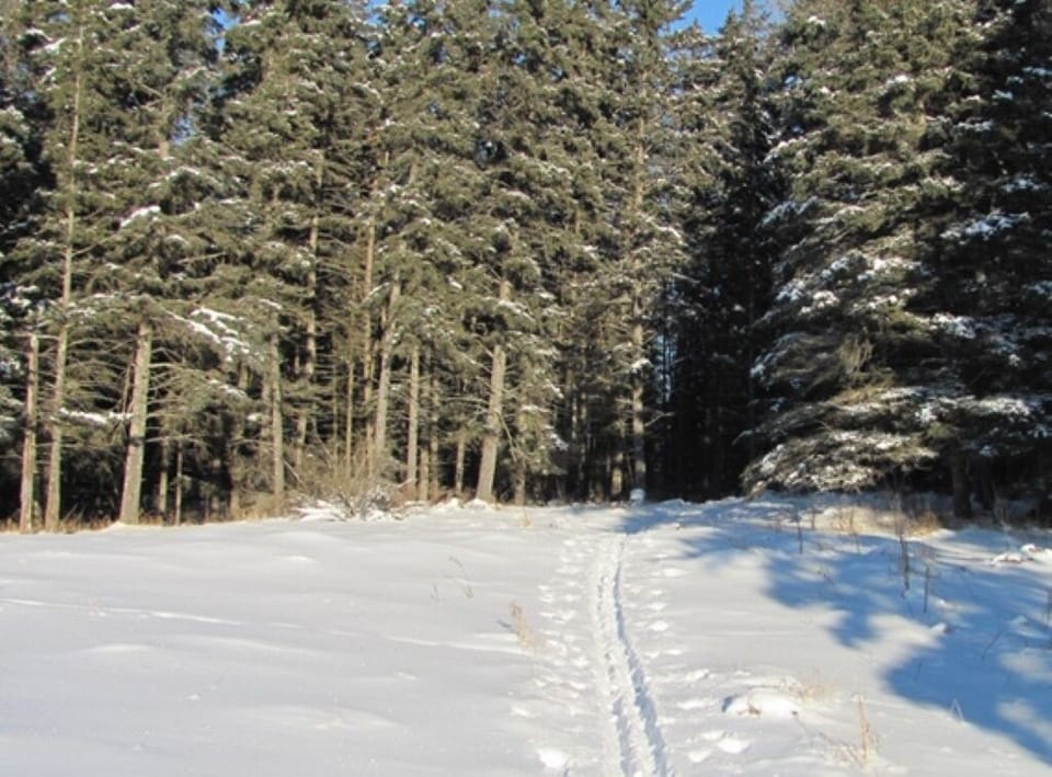 Hiking trail into the forest during the winter