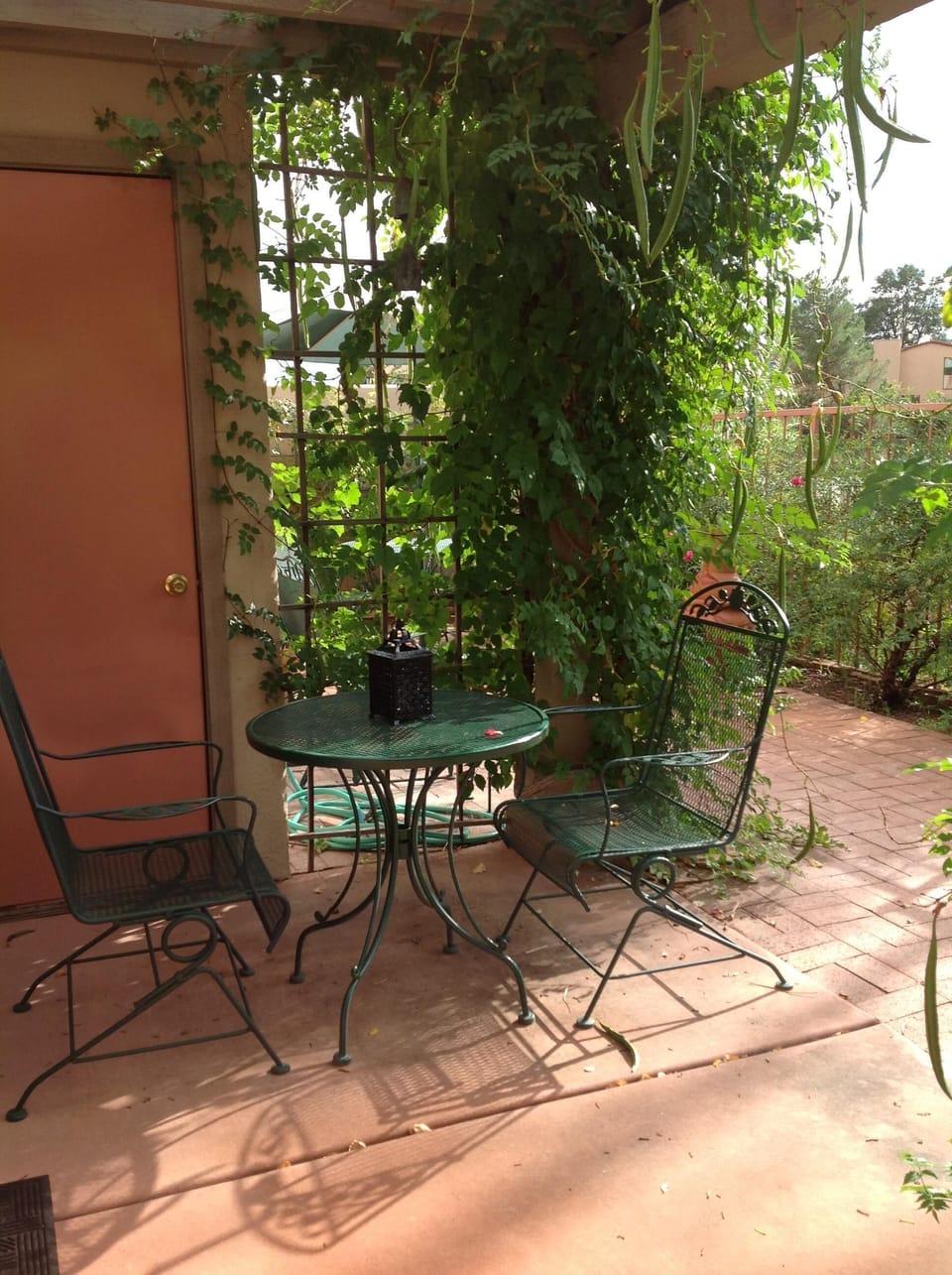 Lovely spring-summer flowering trumpet vine