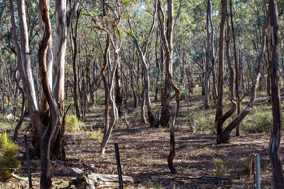 View of the bush. 