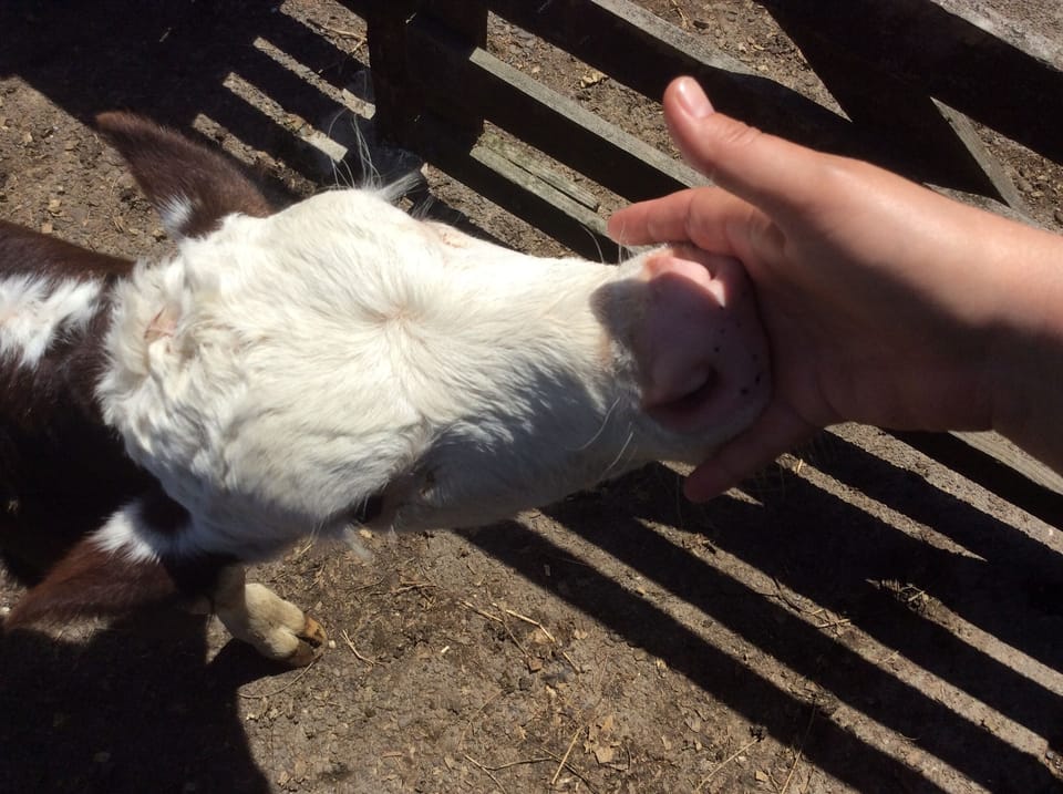 Experience calf feeding with our exclusive farm tour (seasonal)