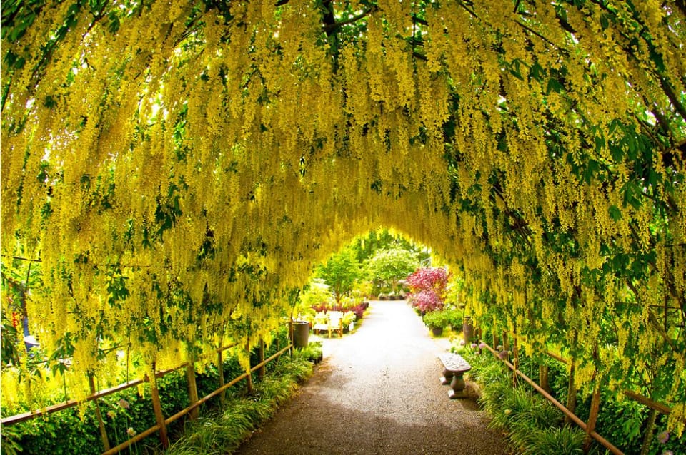 The Arbor at Flower House and Cafe at the Farm and Garden