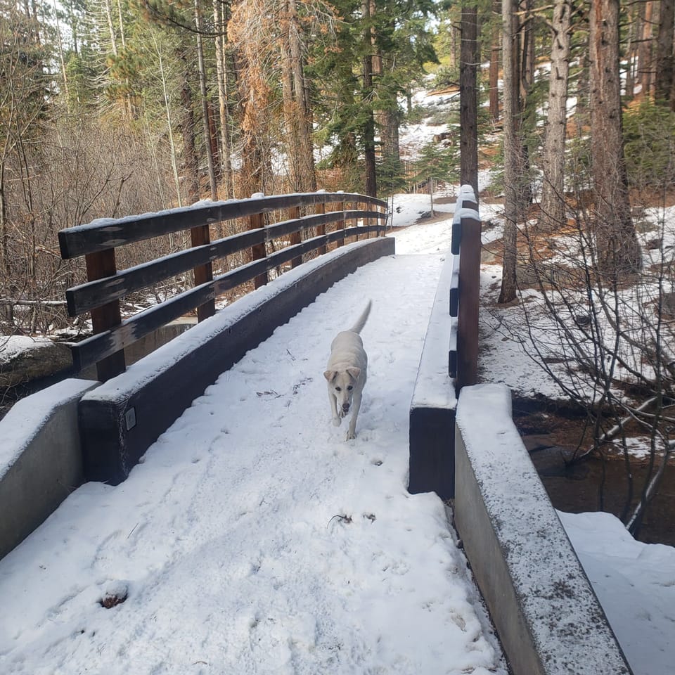 Cross Country skiing minutes from your doorstep.  Dog not included.