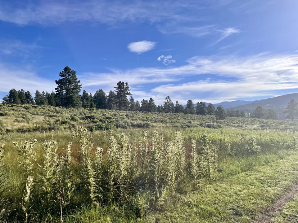 Enjoy morning hikes on the Deer trail located just steps from the cabin. 