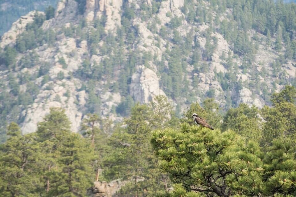 An Osprey sits on a branch while hunting fish in the pond below.