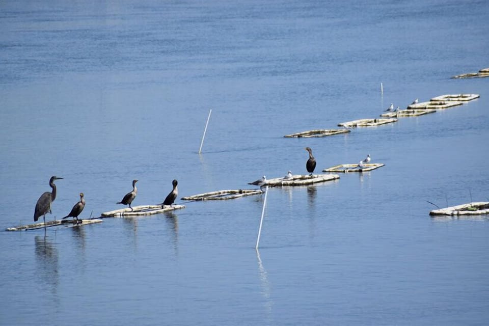 Chincoteague Bay Wildlife Views 