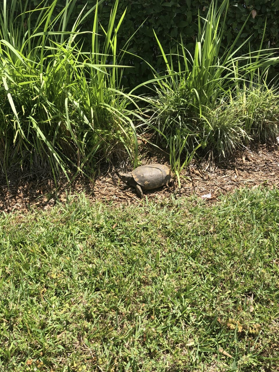 Peaceful location for the local wildlife 