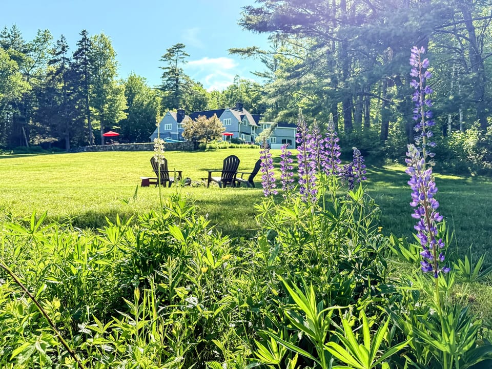 Lupines in spring with land once owned by the legendary Robert Frost
