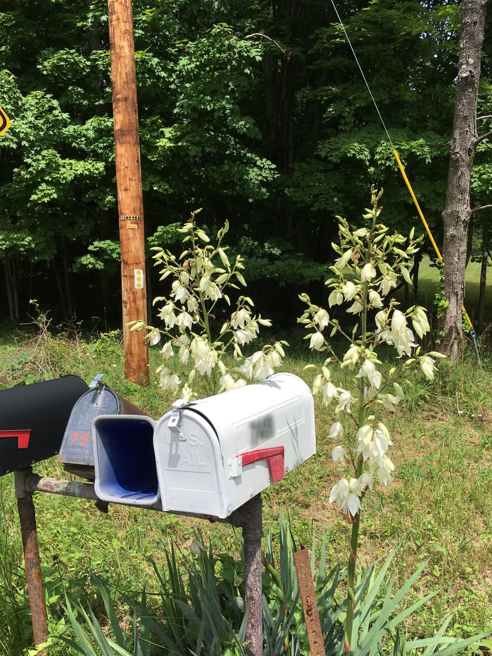 The white mailbox with flowers... you are here!