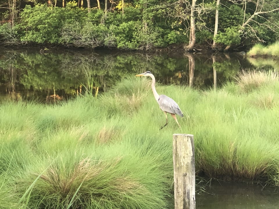 Blue Heron at Turtle Pond