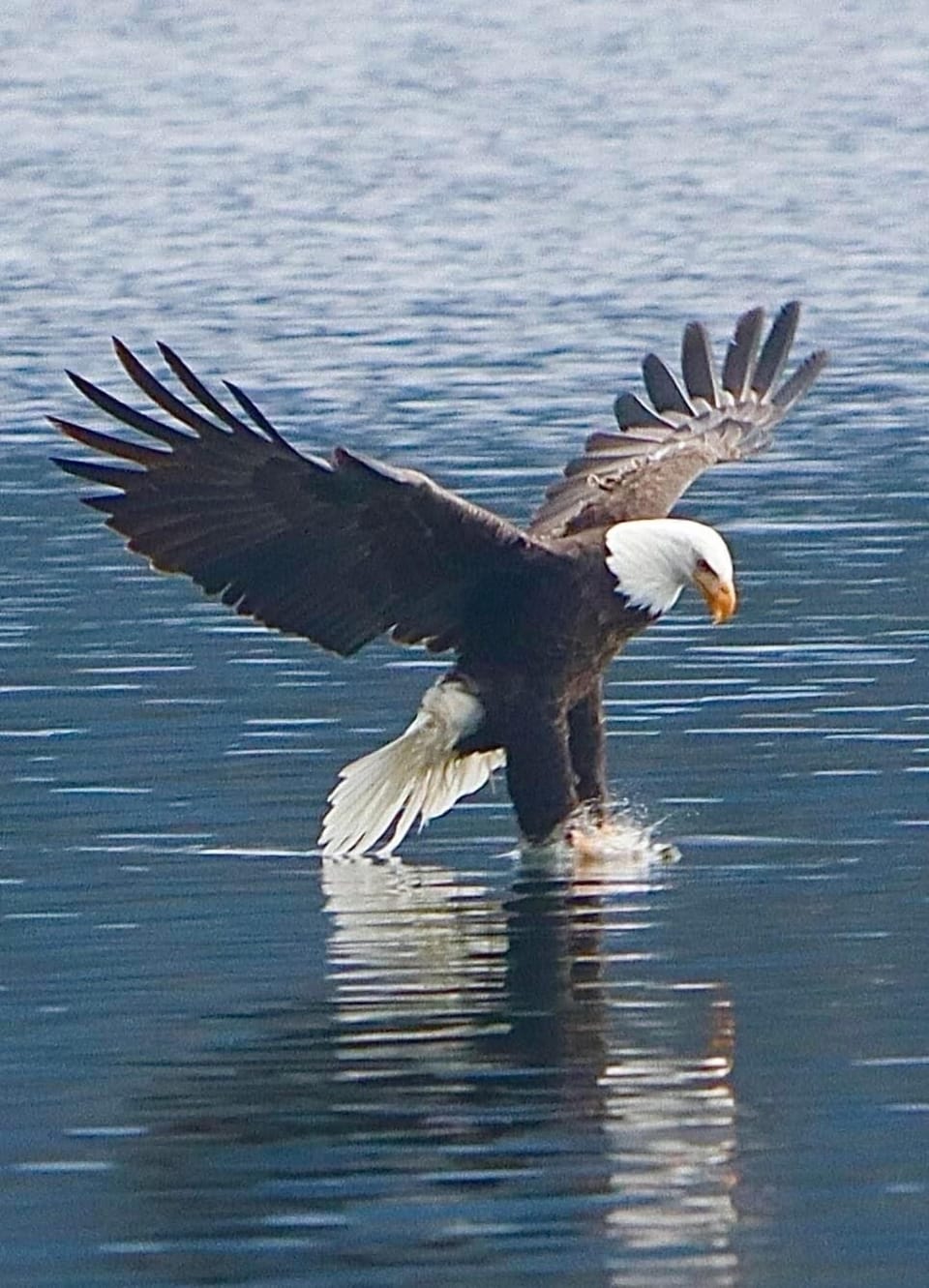 The majestic bald eagles arrive in December to feast on salmon, Lake CDA
