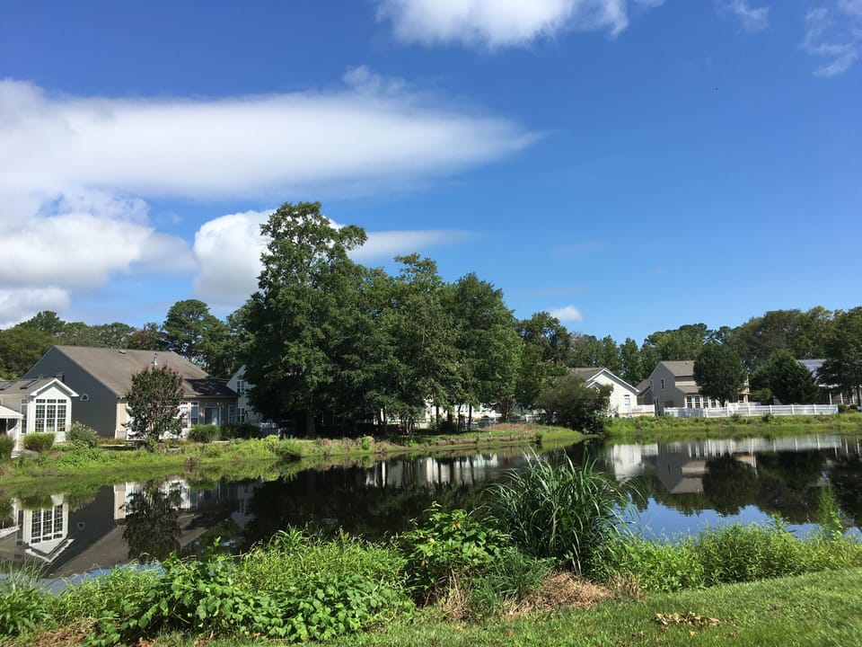 Our pond view