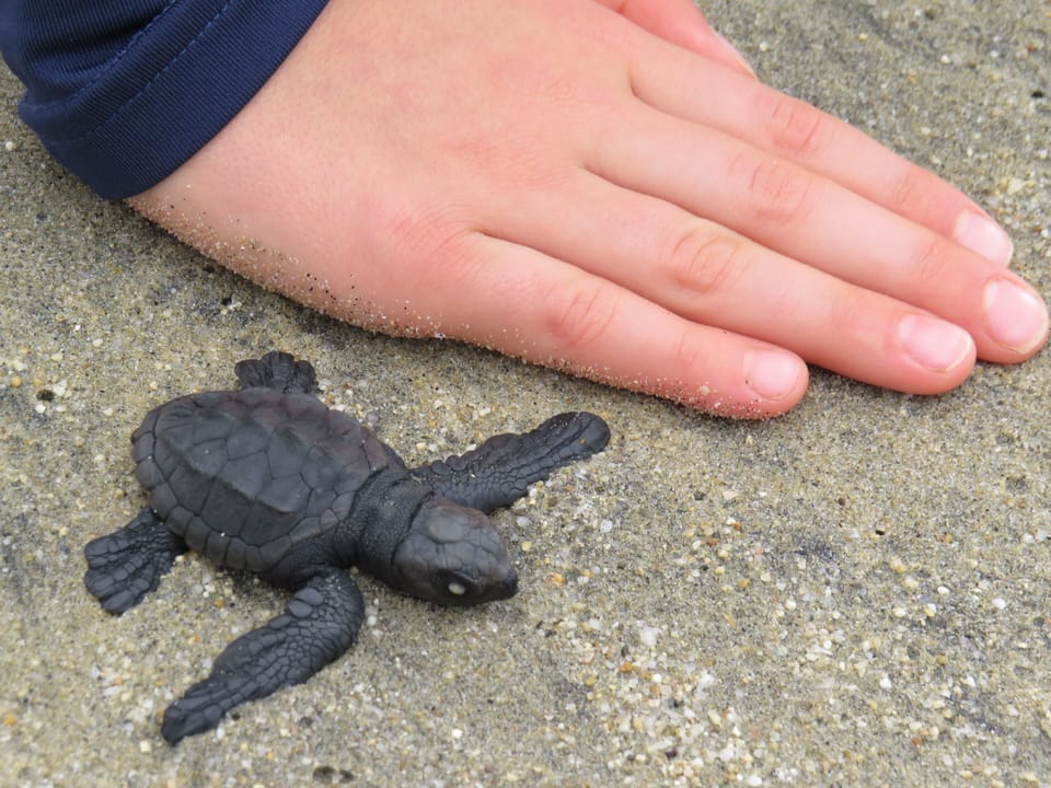 Watch baby sea turtles hatch