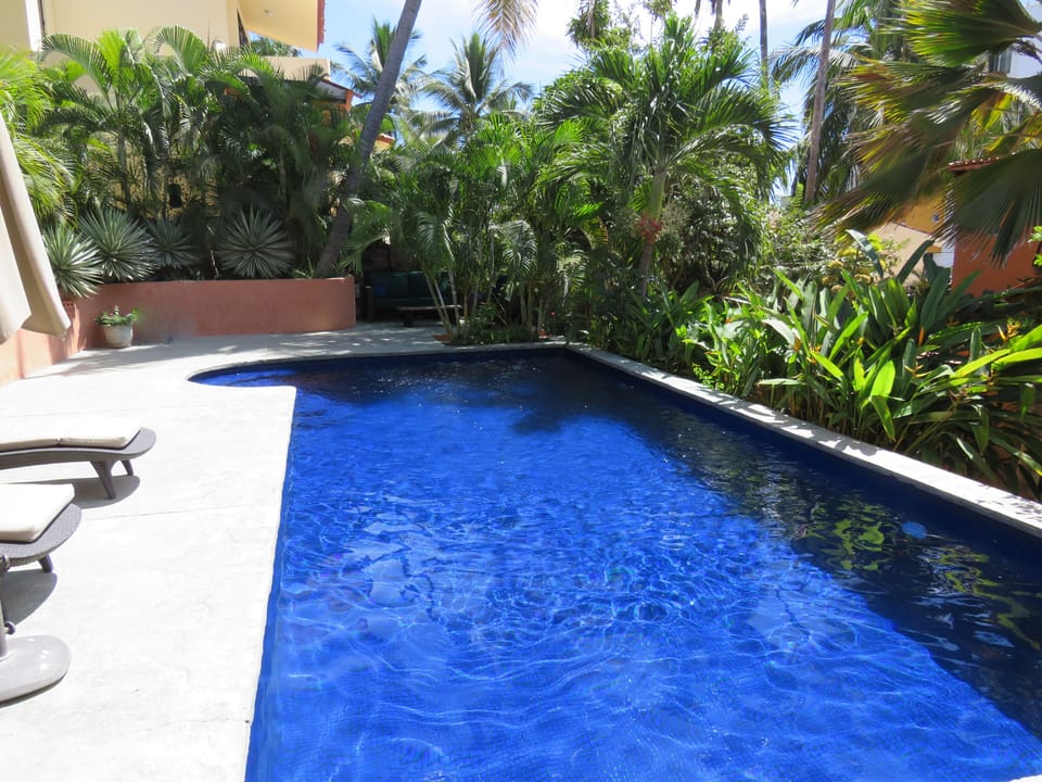 Pool surrounded by palms and tropical gardens