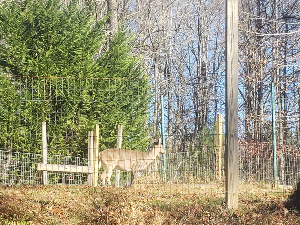 Deer that frequently visit the upper part of our property