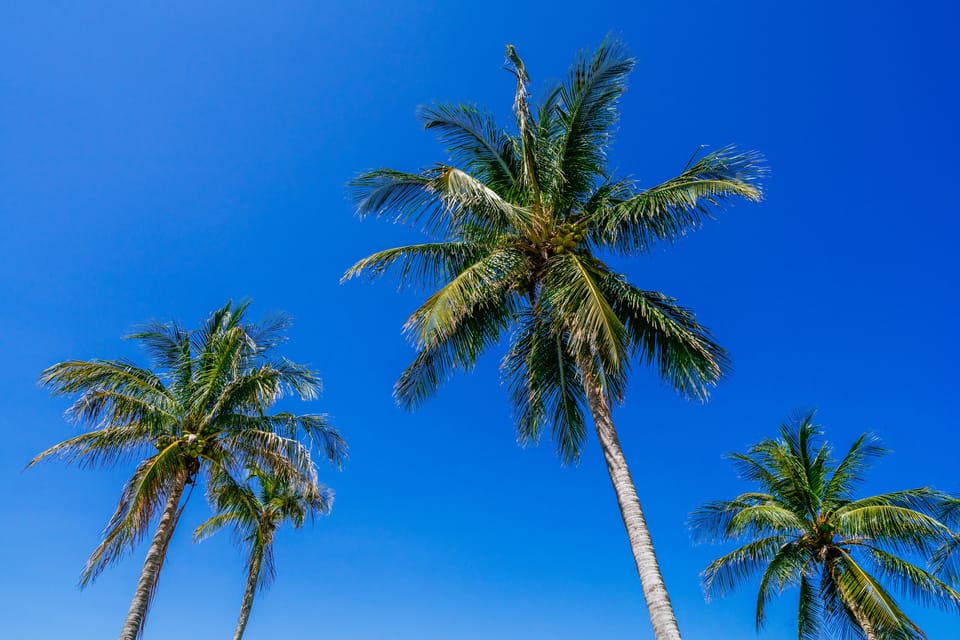 Blue skies and palms are the very definition of the Florida beaches.