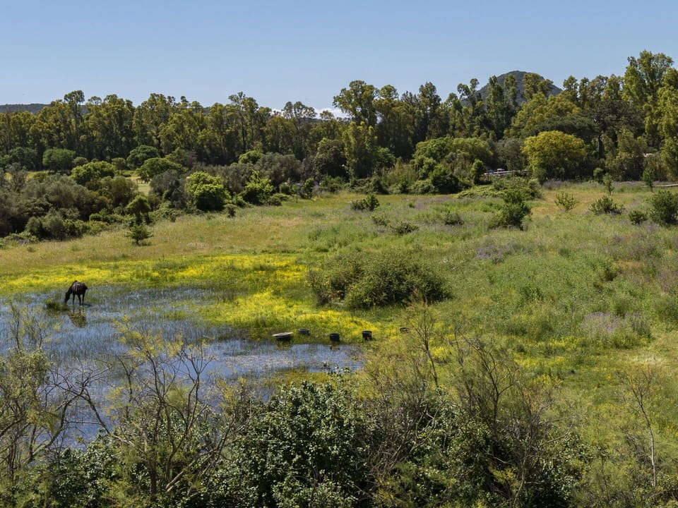 Plant, Water, Sky, Natural Landscape, Tree, Plain, Grassland, Riparian Zone