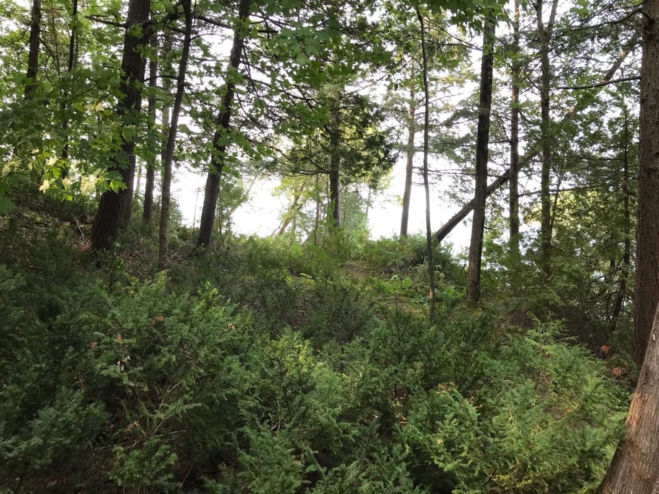 Lake Champlain glistens between the trees.