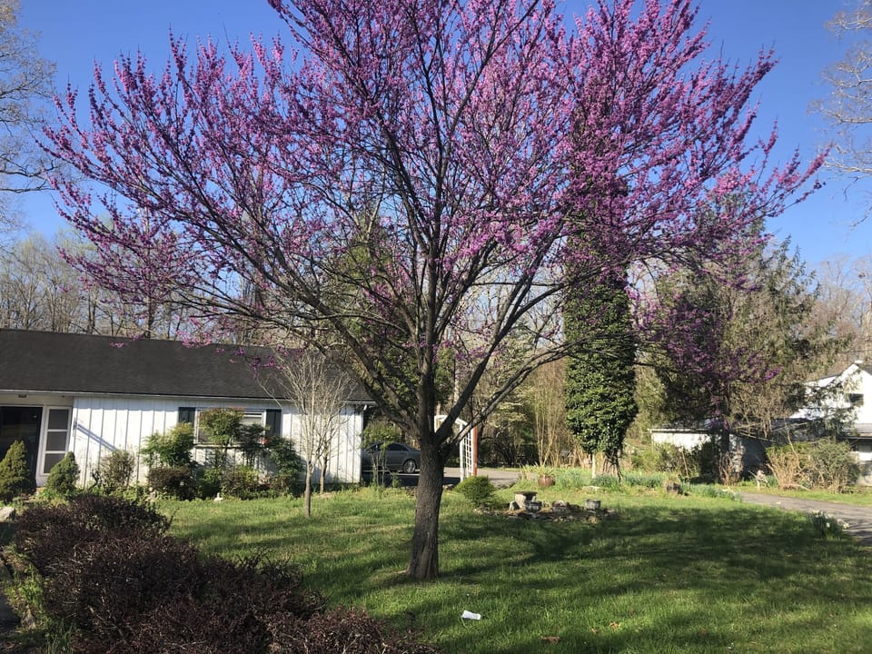 Front yard