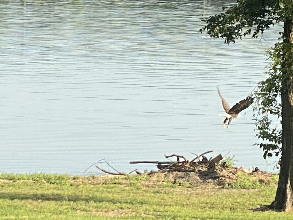Eagle leaving the point. 
Lots of wildlife here to enjoy