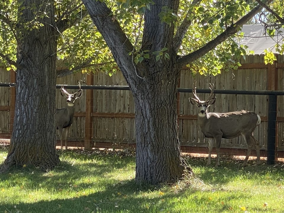 Bucks love our yard!