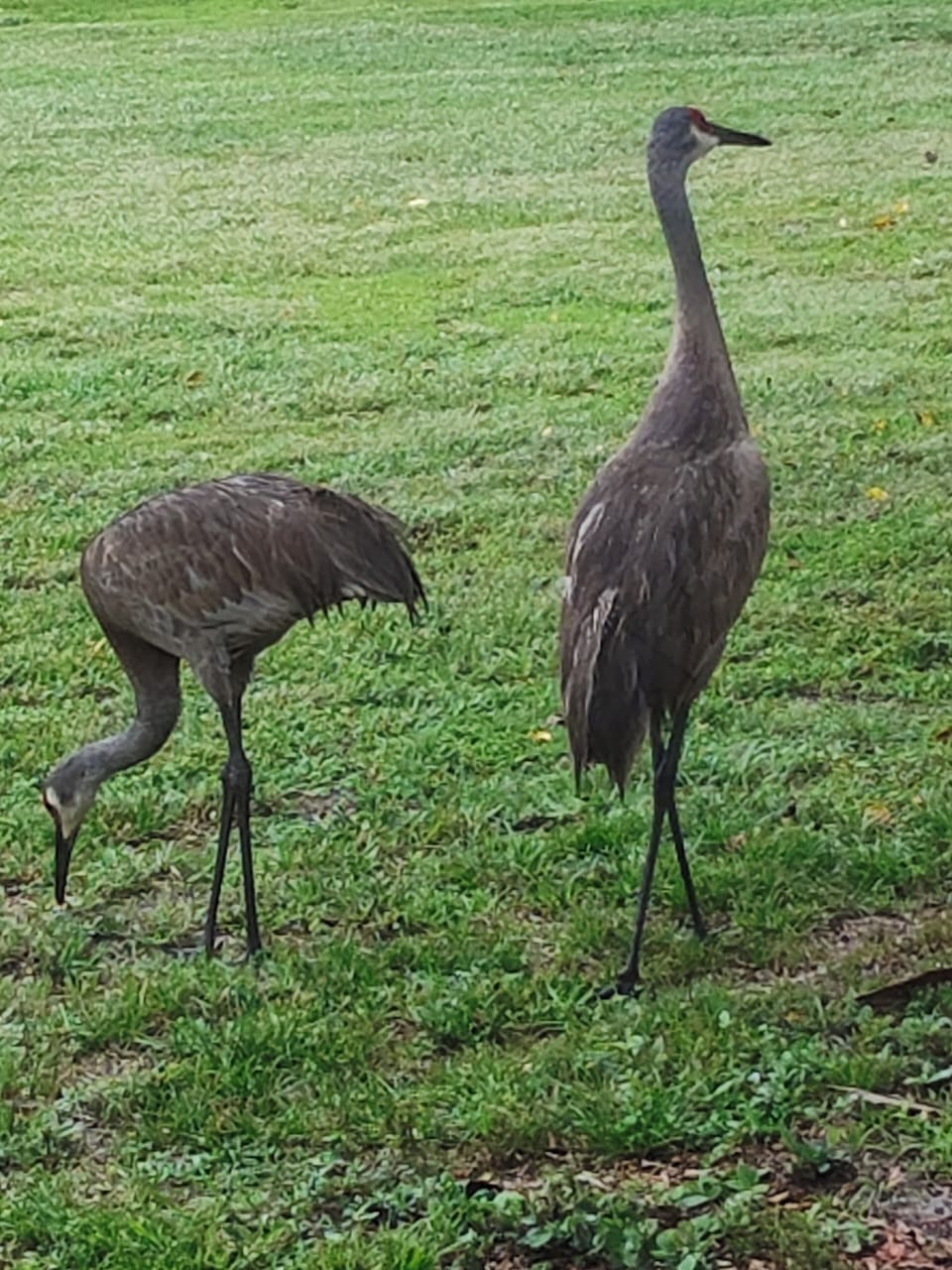 Sandhill Cranes