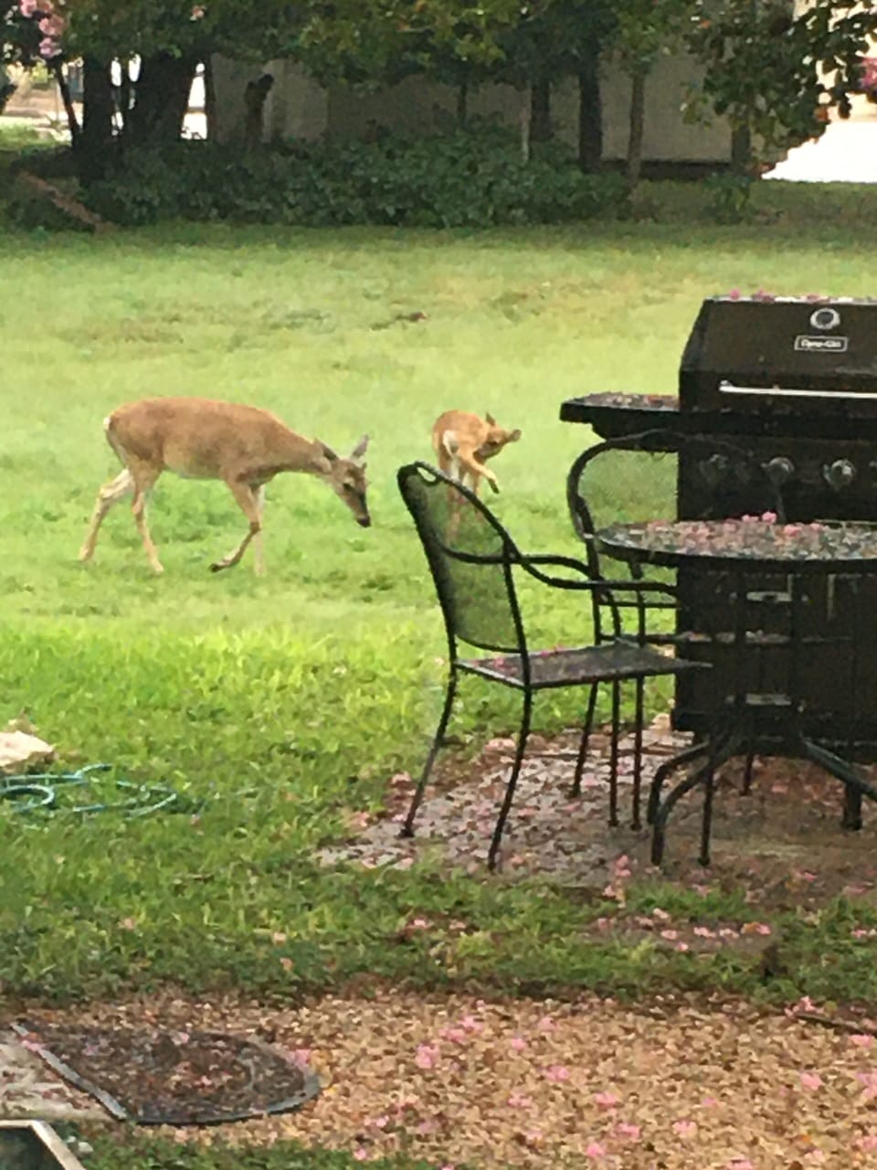 Right off the porch, a doe and her fawn. This never gets old!