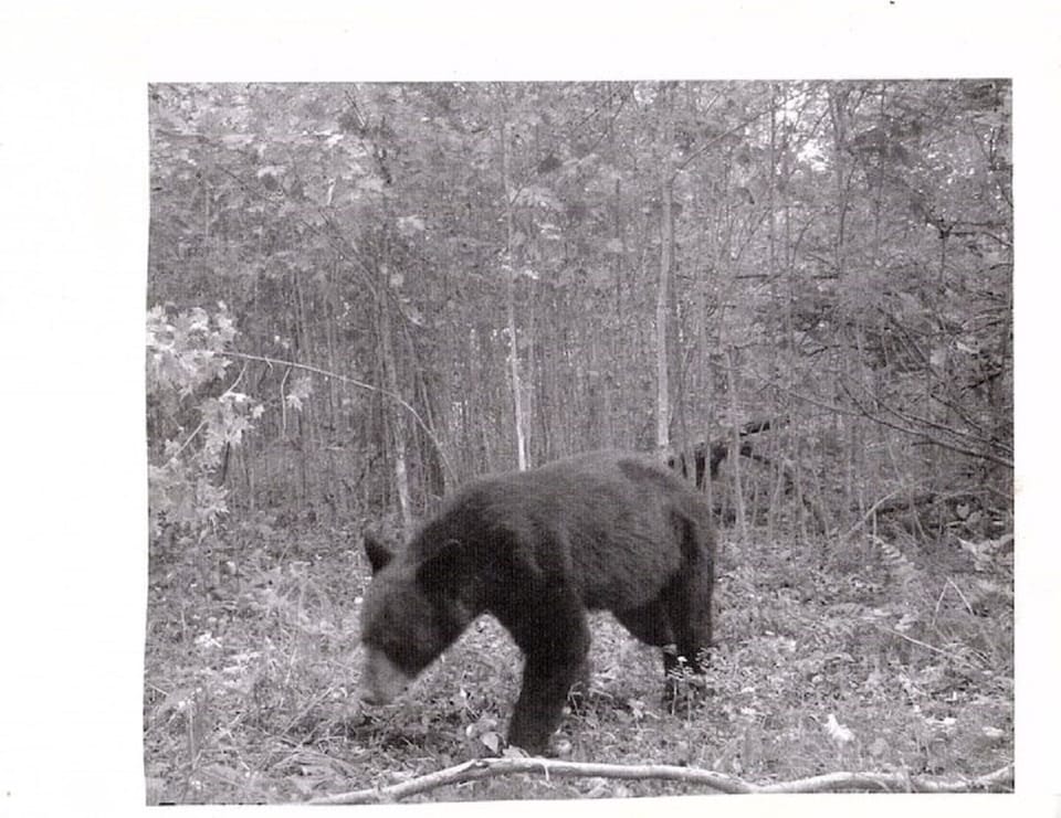 bear 
