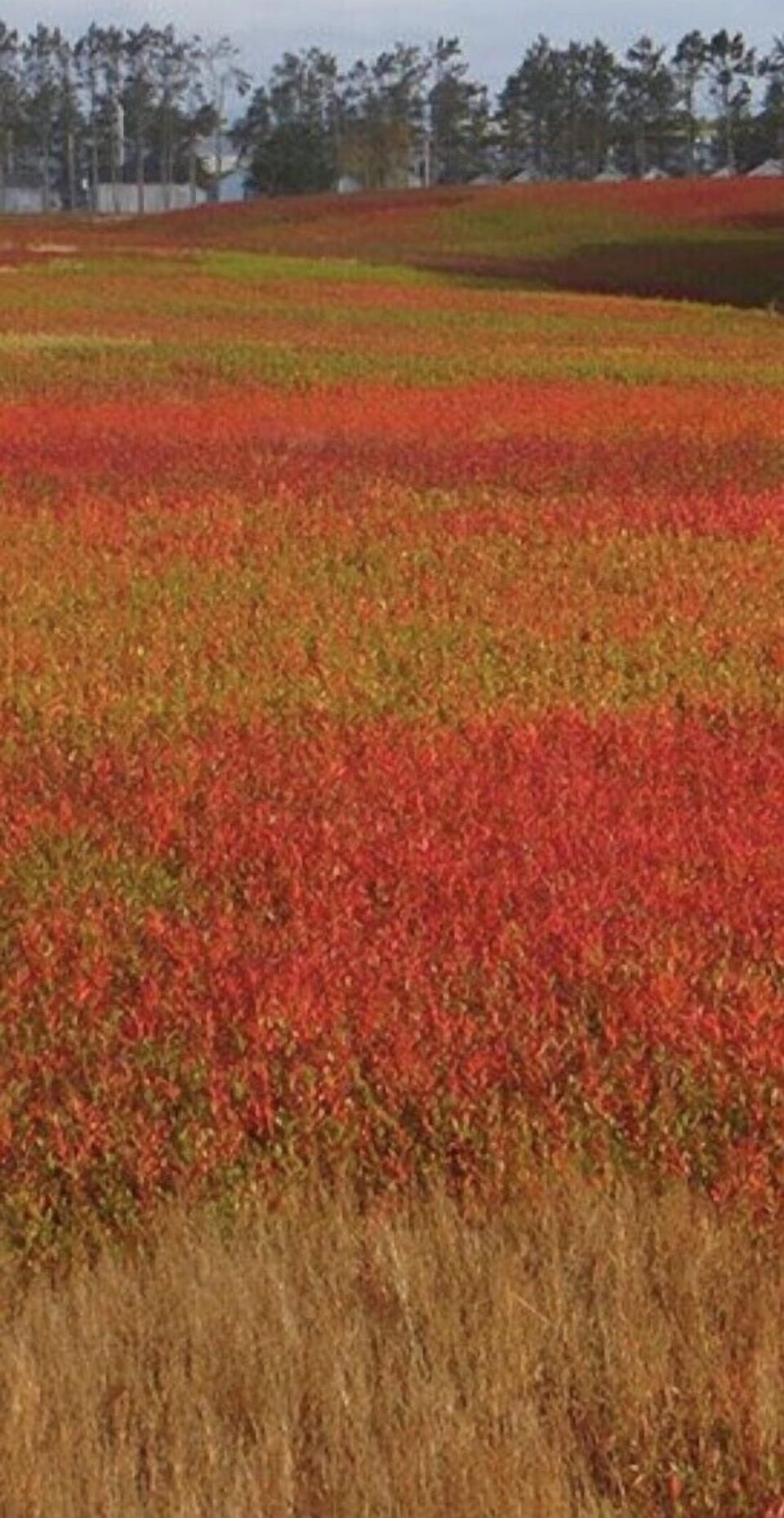 Blueberry fields during fall