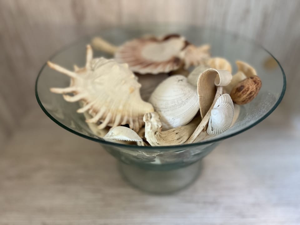 Shells that we collected from beautiful Myrtle Beach 