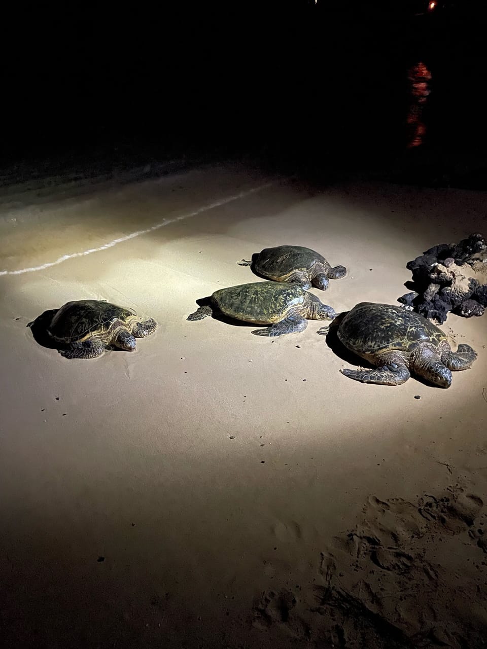 Sea Turtles on Poipu Beach