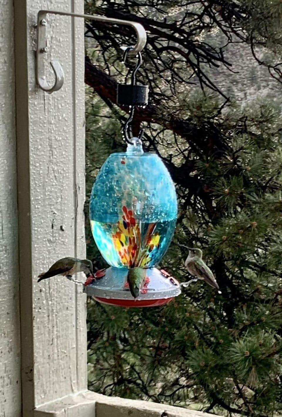 Hummingbirds abound!