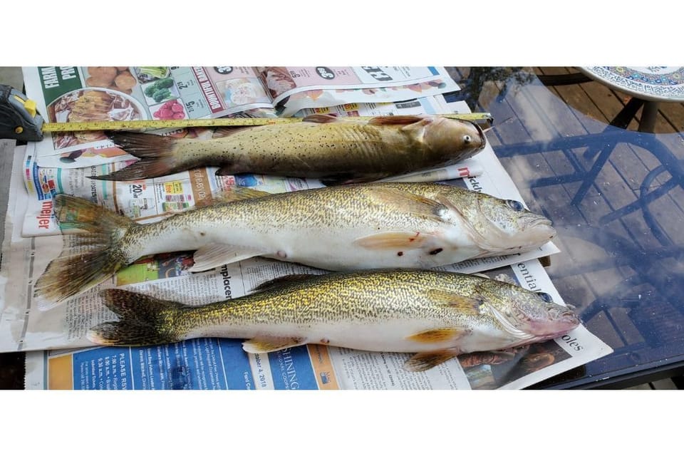 More Walleye- carfish.