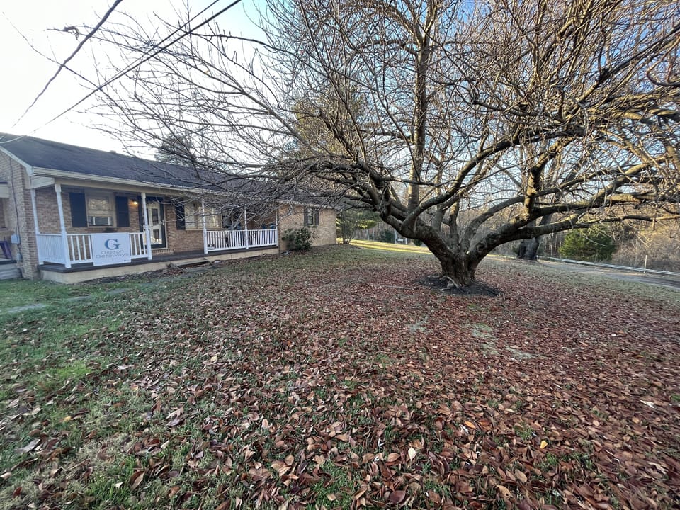Large tree in the front yard.