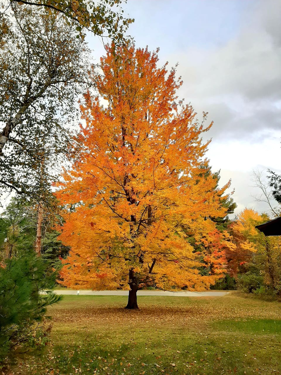 Front Yard in the fall 